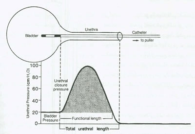 اوروژنيكولوژي چيست؟